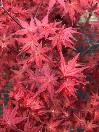 Acer palmatum 'Otome zakura' - mapleridgenursery